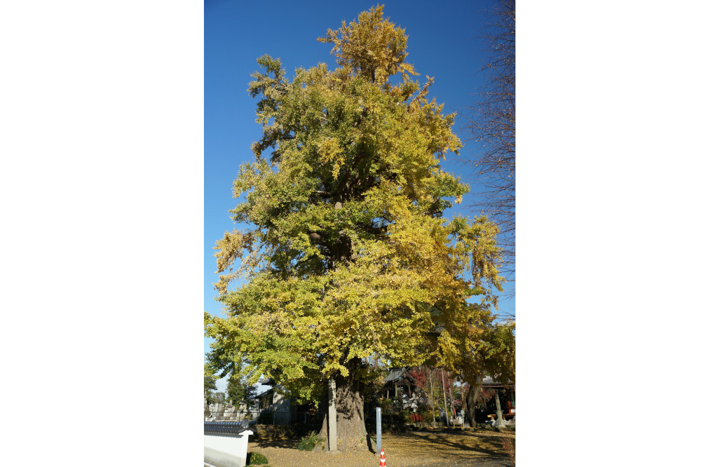 2018年11月23日(金)