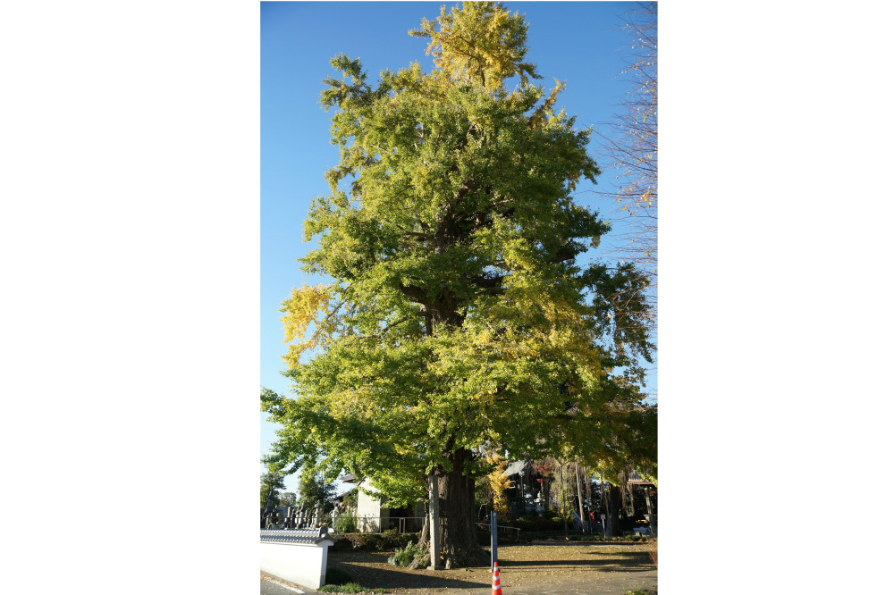 2018年11月15日(木)