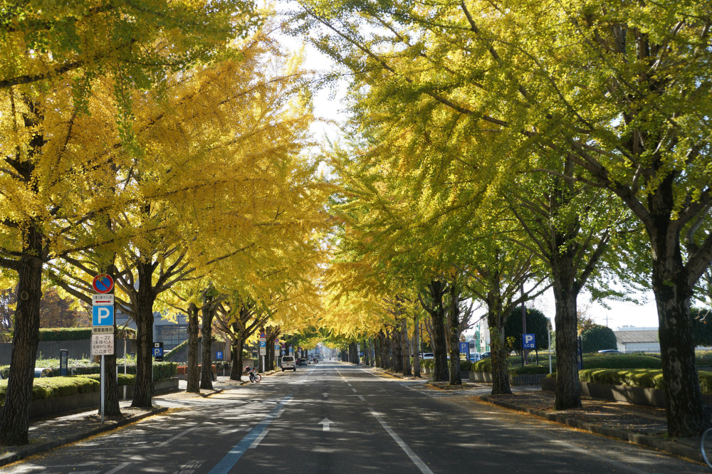 2019年11月17日(日)