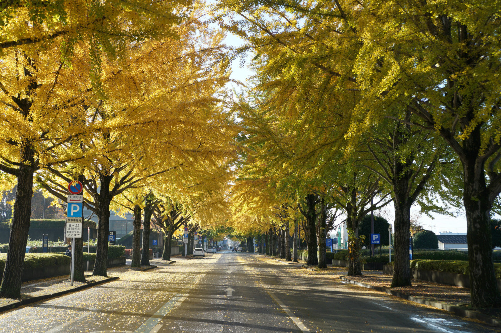 2019年11月19日(火)
