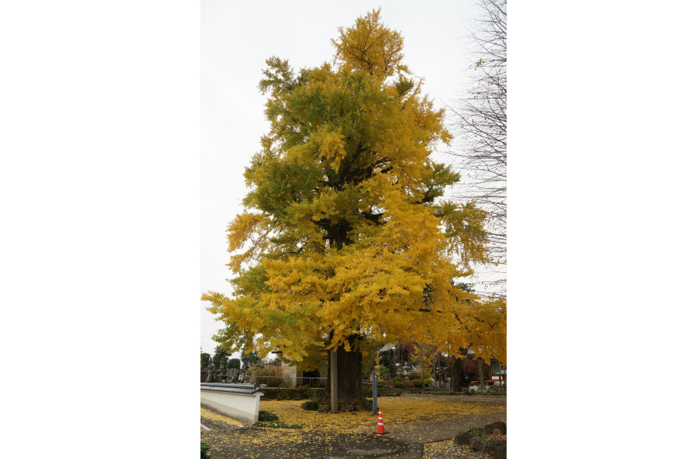 2019年11月26日(火)