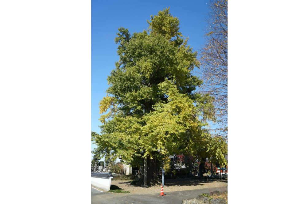 2019年11月21日(木)