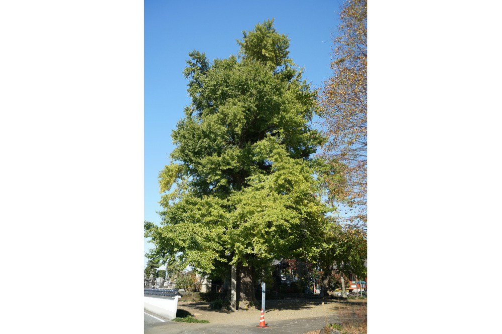 2019年11月17日(日)