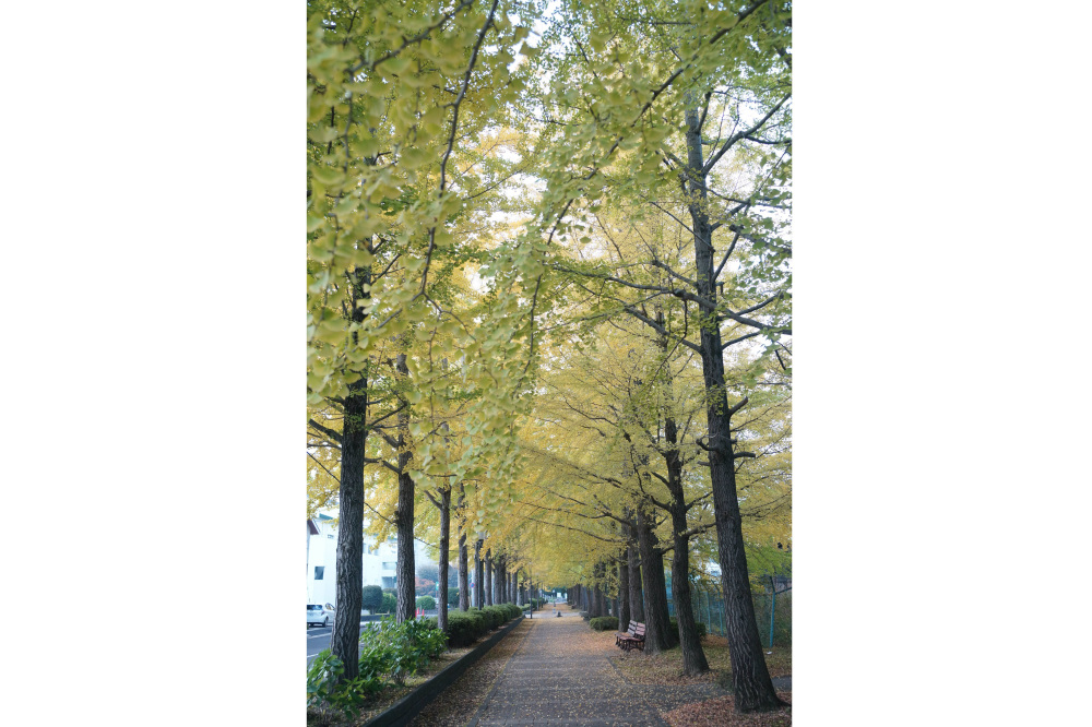 2019年11月14日(木)