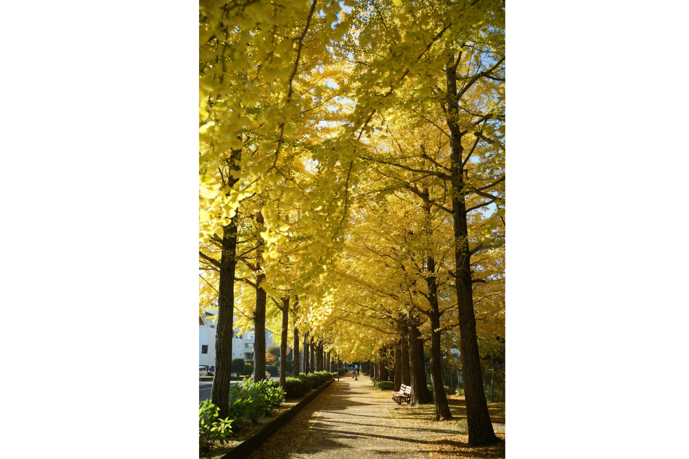 2019年11月17日(日)