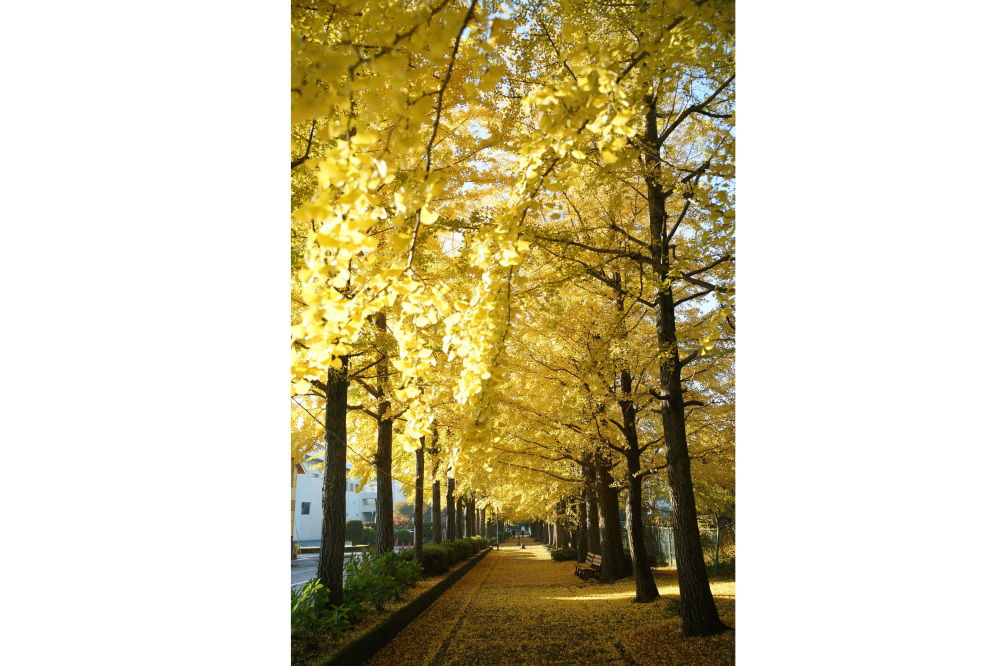 2019年11月19日(火)