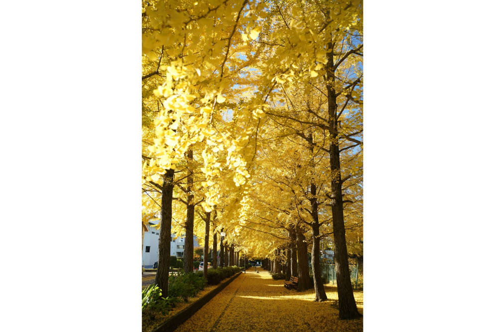 2019年11月20日(水)