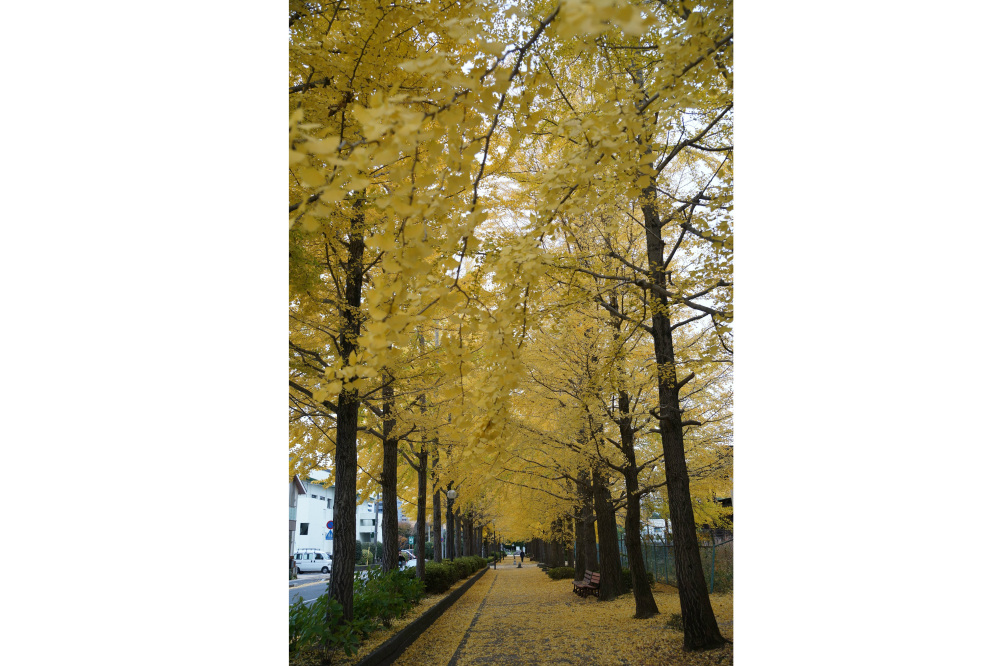 2019年11月22日(金)