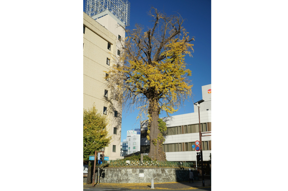 2019年12月4日(水)