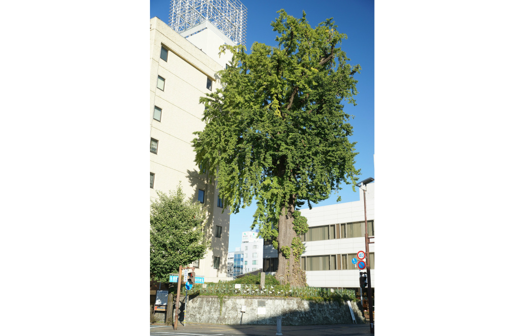 2019年11月6日(水)