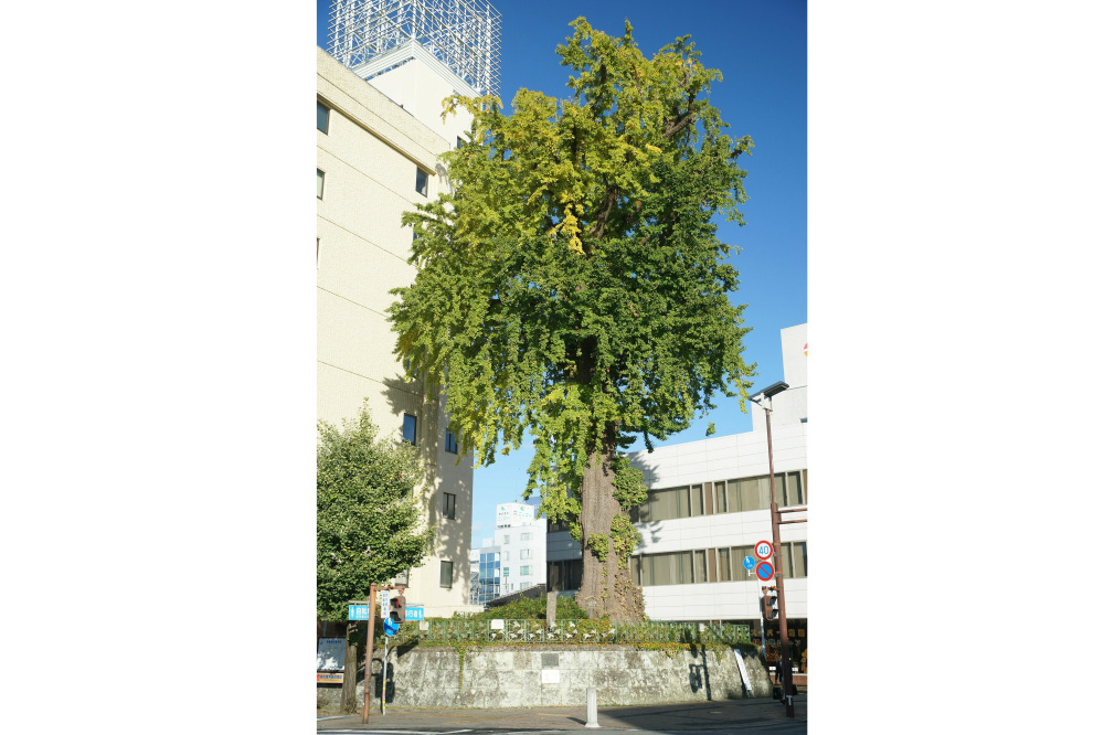 2019年11月12日(火)