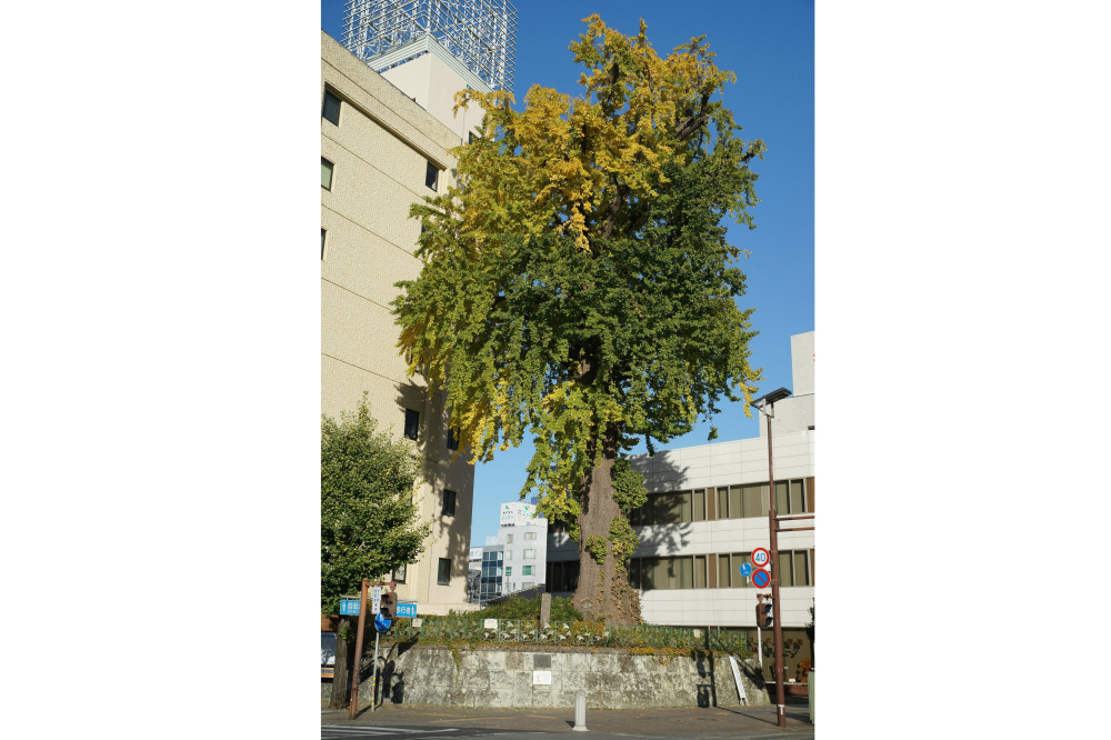 2019年11月17日(日)