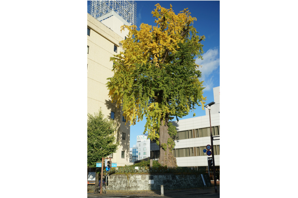 2019年11月19日(火)