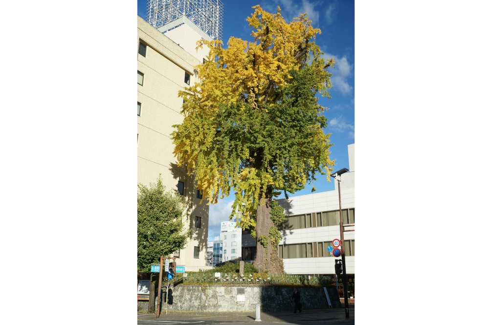 2019年11月20日(水)