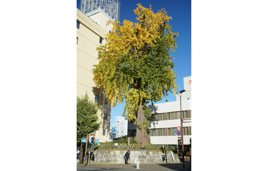 2019年11月21日(木)