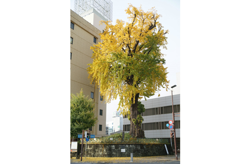 2019年11月24日(日)