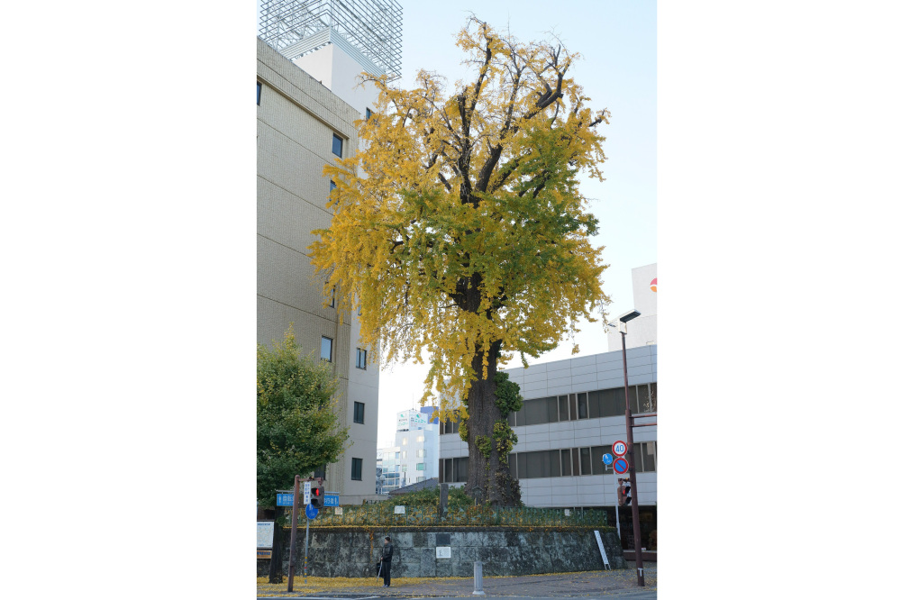 2019年11月26日(火)