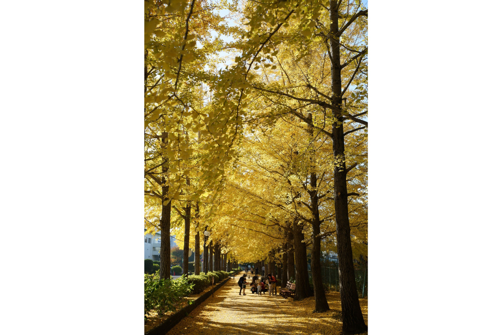 2020年11月14日（土）