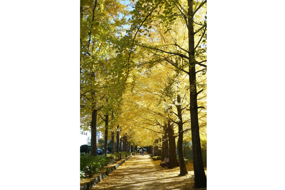 2020年11月10日（火）