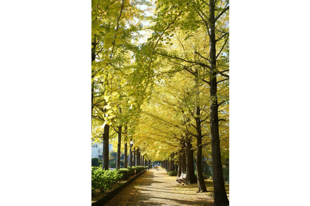 2020年11月7日（土）