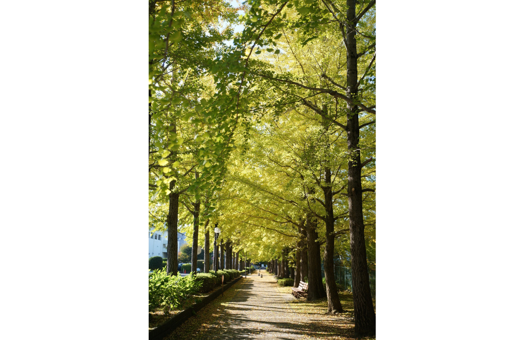 2020年11月31日（土）