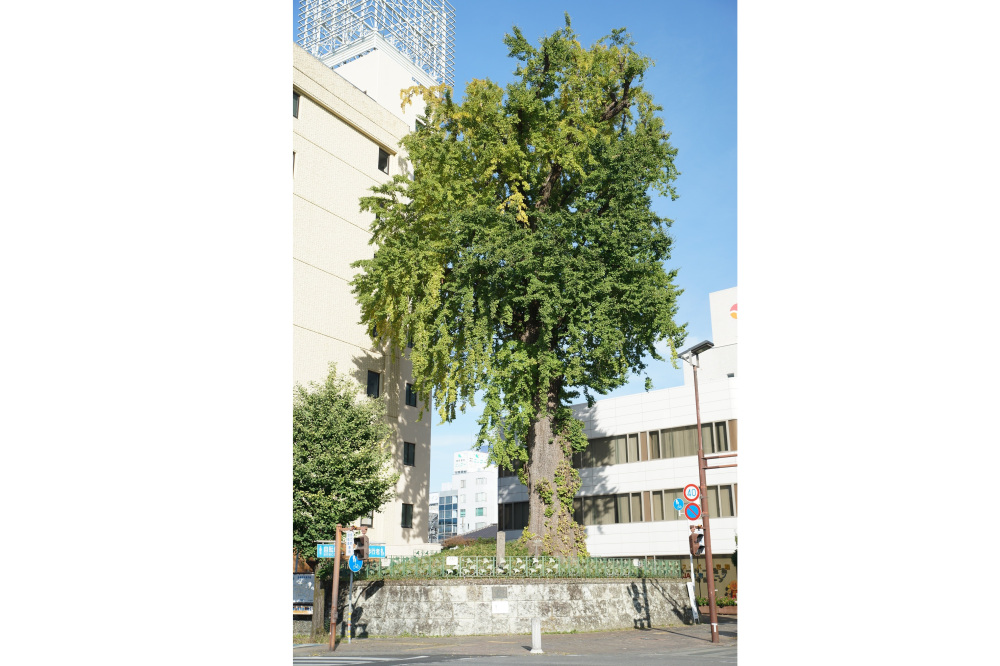 2020年11月1日（日）