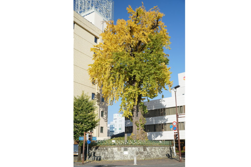 2020年11月17日（火）