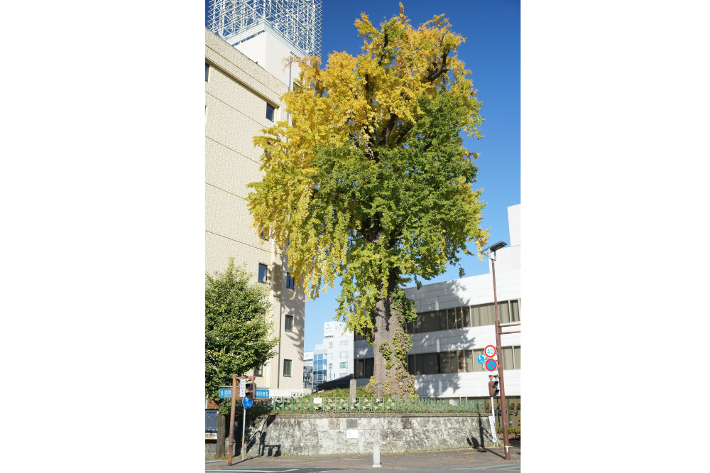 2020年11月14日（土）