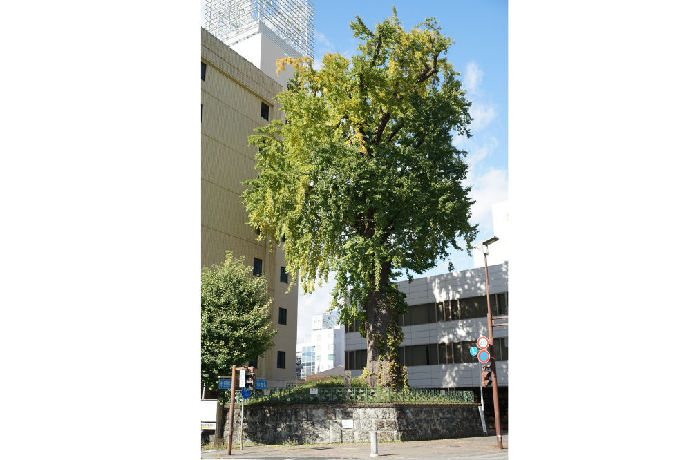 2020年11月4日（水）