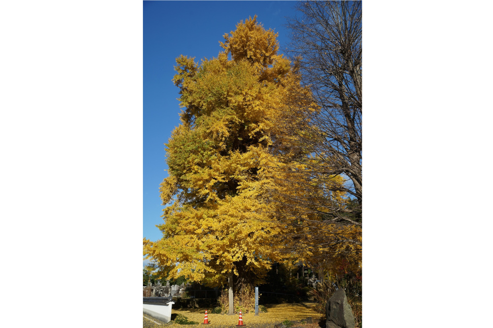 2020年11月21日（土）