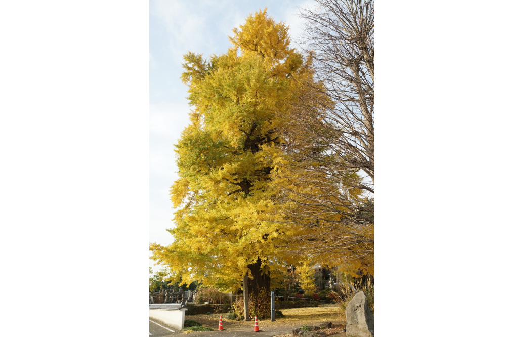 2020年11月19日（木）