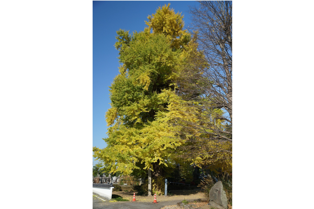 2020年11月17日（火）