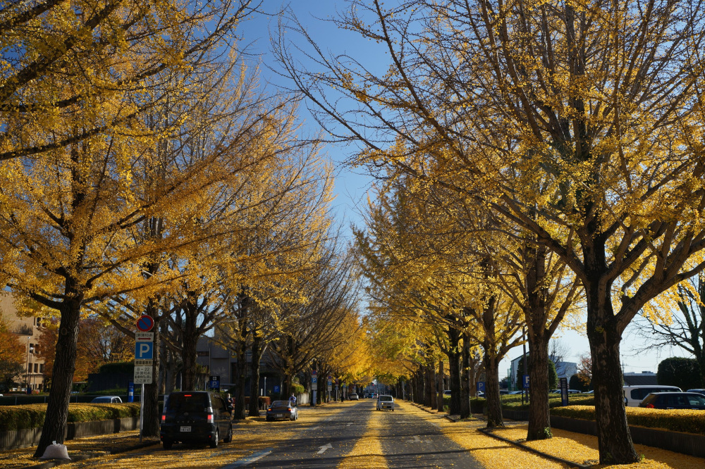 2020年11月21日（土）