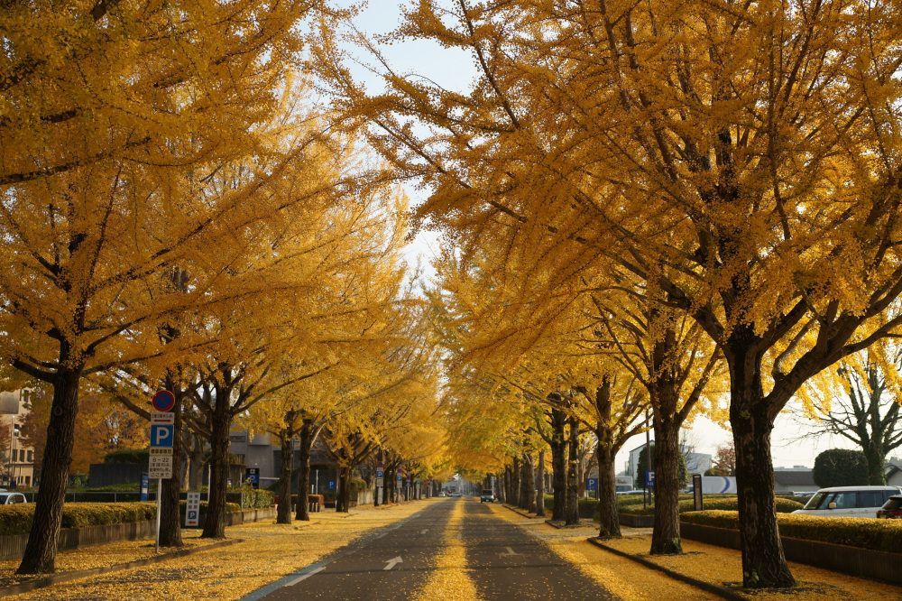 2020年11月19日（木）