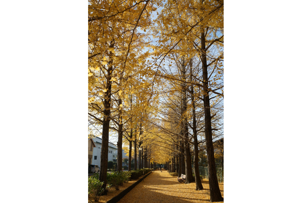 2022年11月19日(土)