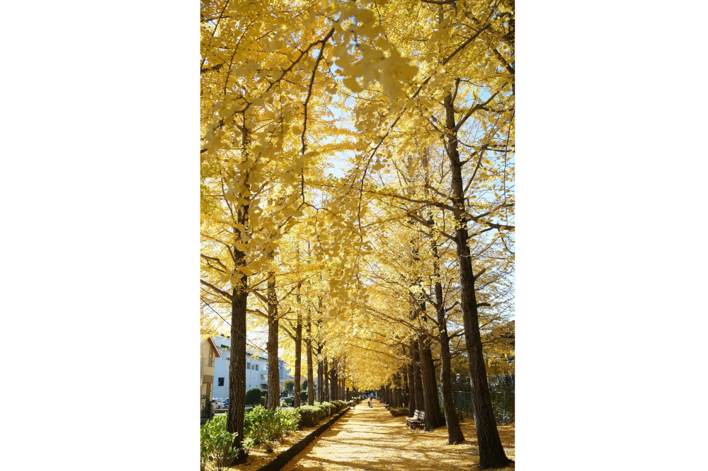 2022年11月14日(月)