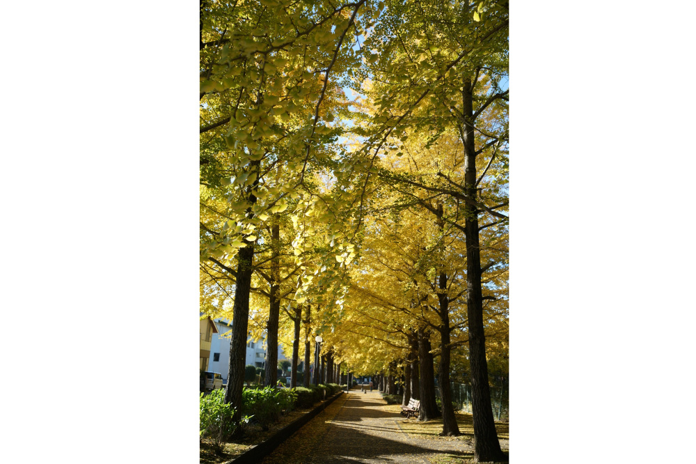 2022年11月6日(日)