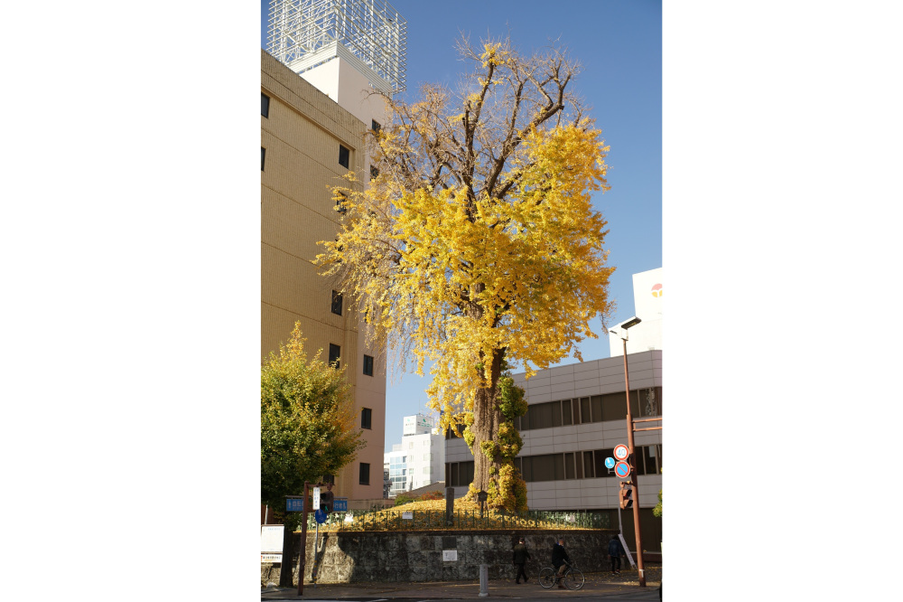 2022年11月26日(土)