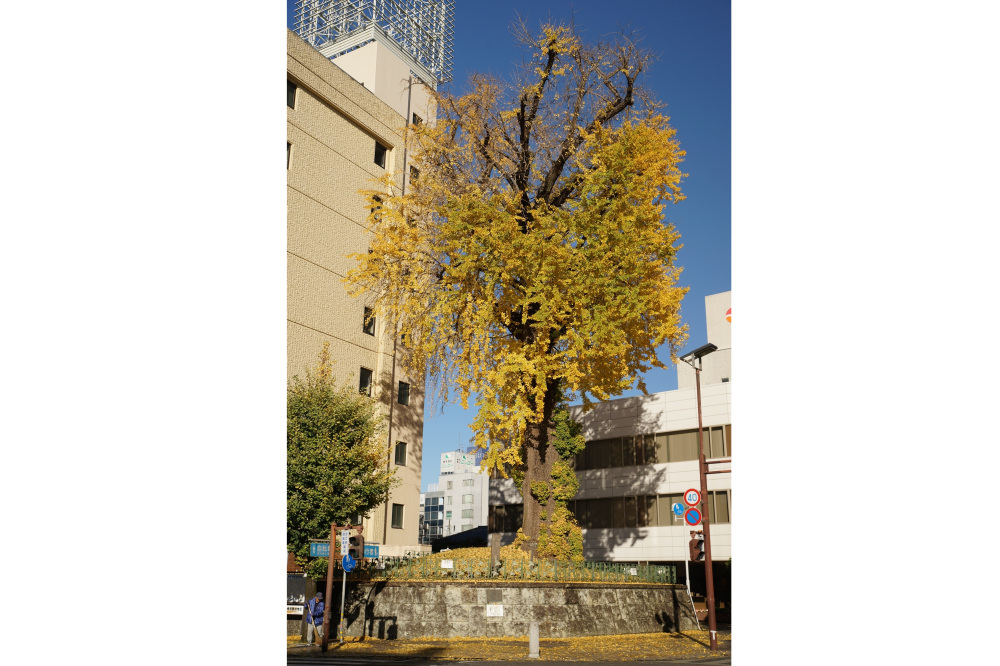 2022年11月24日(木)