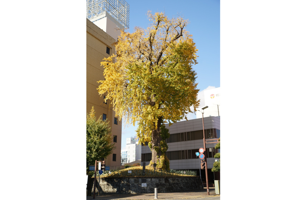 2022年11月21日(月)