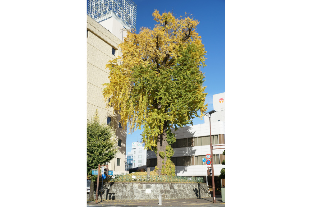 2022年11月17日(木)