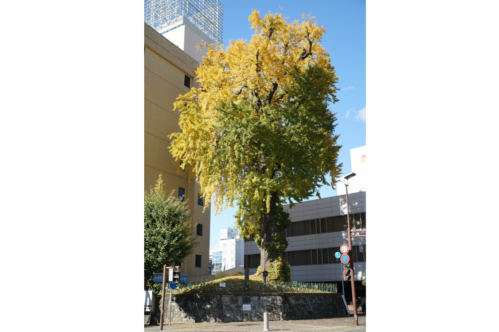 2022年11月14日(月)