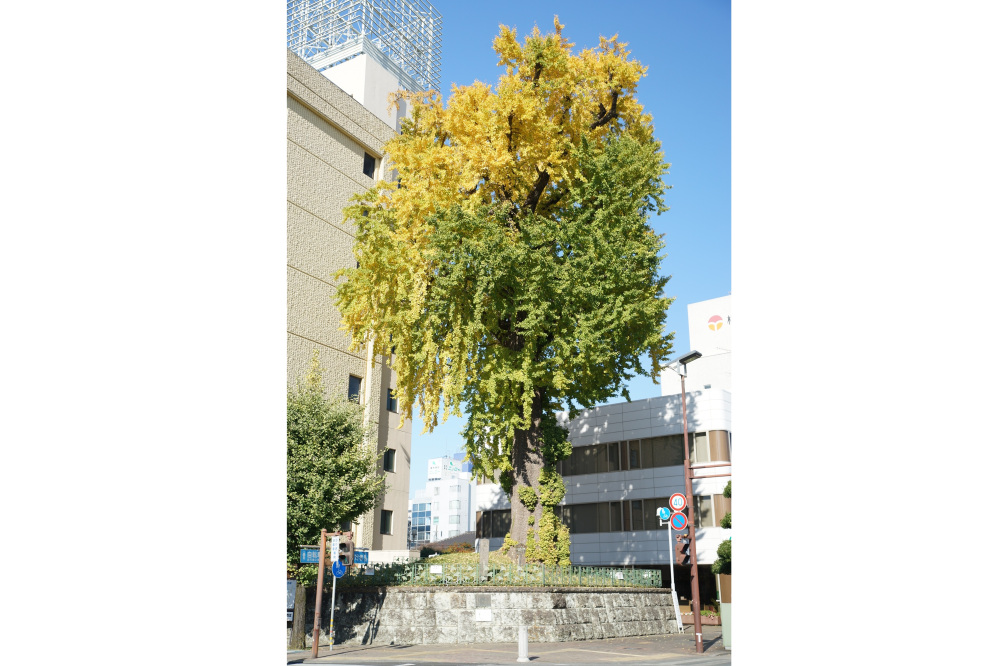 2022年11月11日(金)