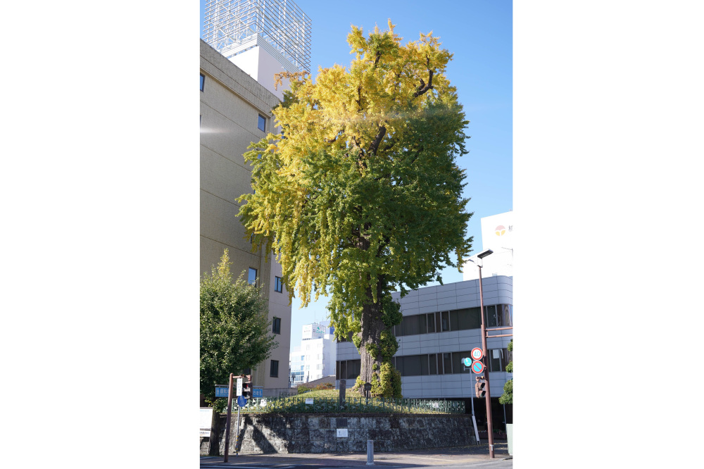 2022年11月9日(水)