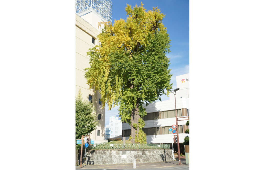 2022年11月7日(月)