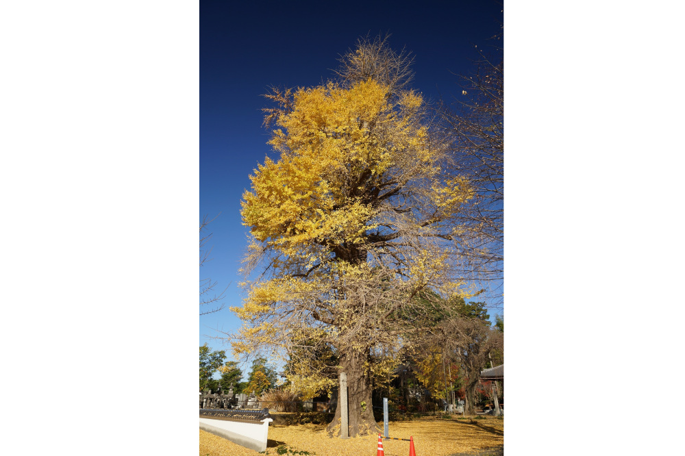 2022年11月27日(日)