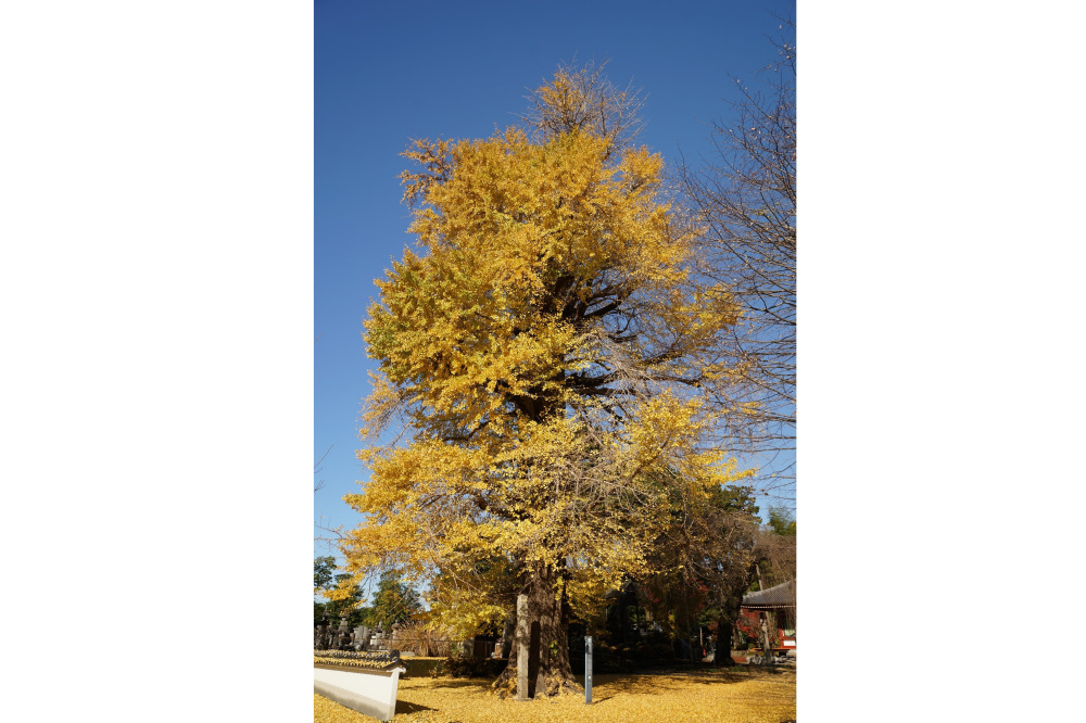 2022年11月24日(木)