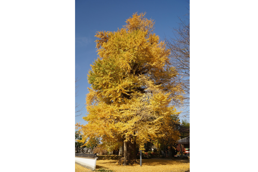 2022年11月22日(火)