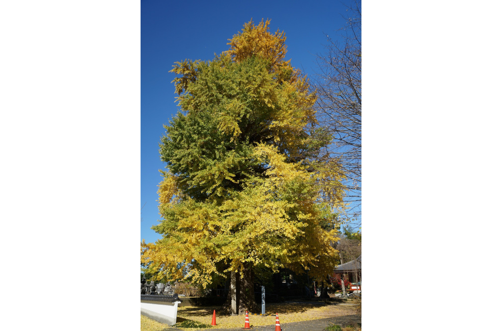 2022年11月14日(月)