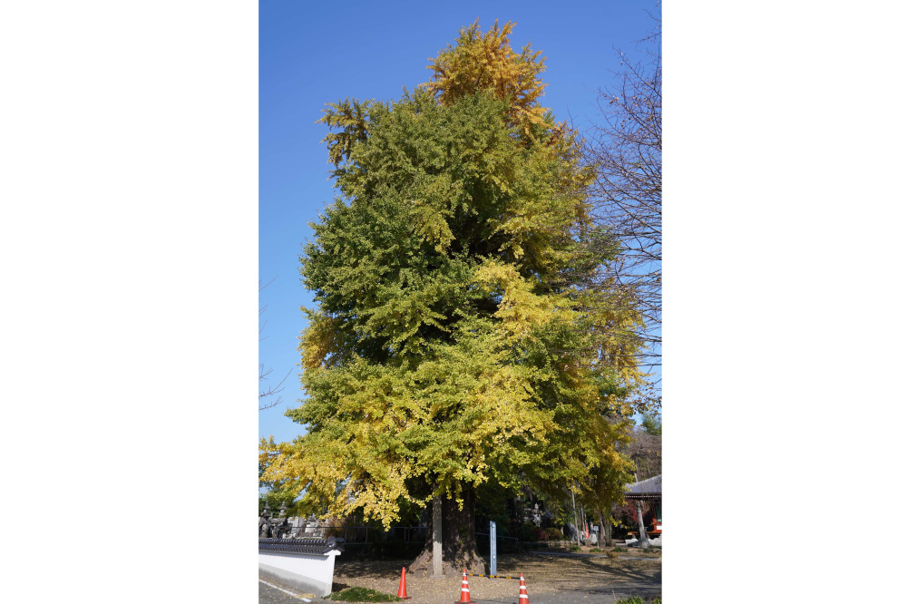 2022年11月12日(土)